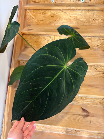 Anthurium Dark mama x legend XL plant