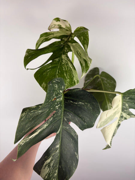 Monstera albo 8