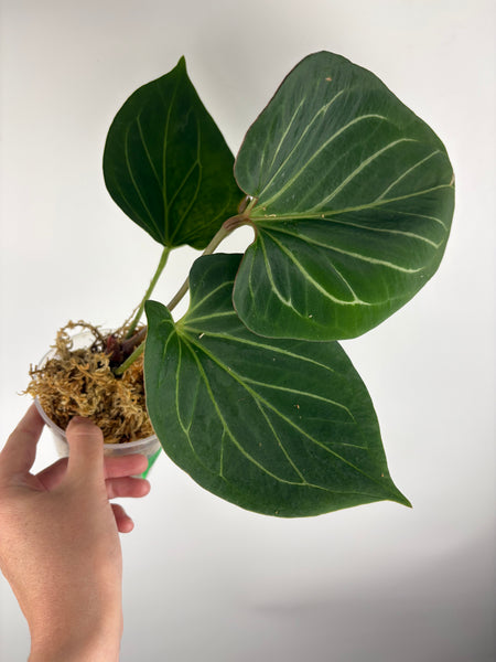 Anthurium king of spades large C