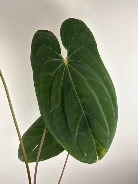 Anthurium dark phoenix x papi x one X-large plant