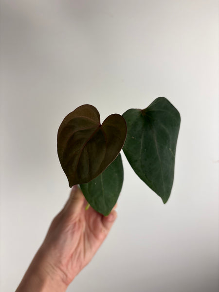 Anthurium king of spades x Fort Sherman A