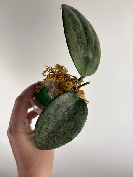 Hoya Latifolia 'rimba perak' B