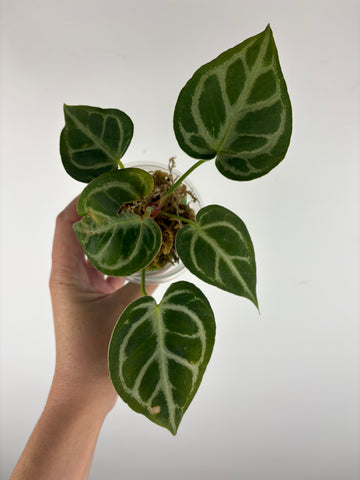 Anthurium blue papi x hoffmanii silver 1B