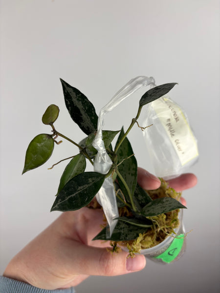 hoya lacunosa middle silver A