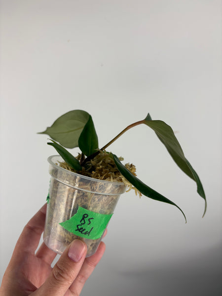 Anthurium Black sweet seed A