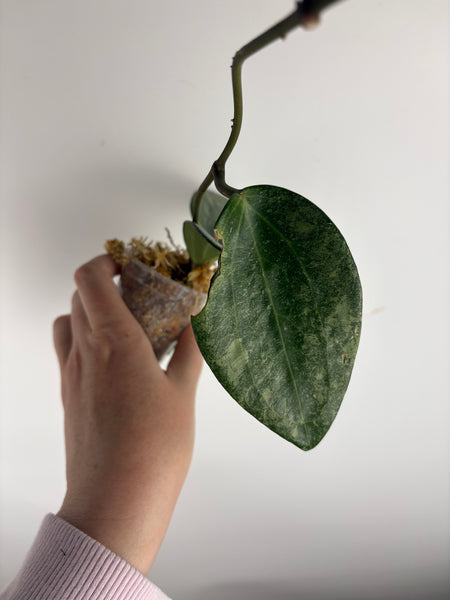 Hoya Latifolia 'rimba perak' A