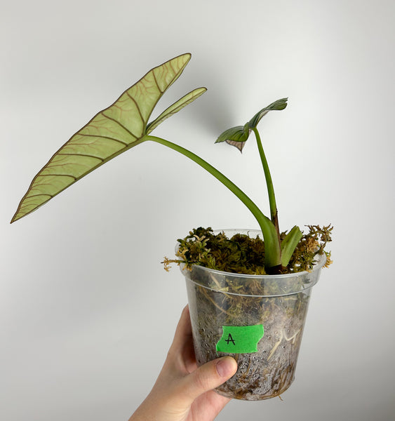 Alocasia kertawijaya A