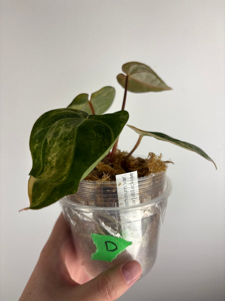 Anthurium papillilaminum variegated x Carlablackiae (Thailand) D