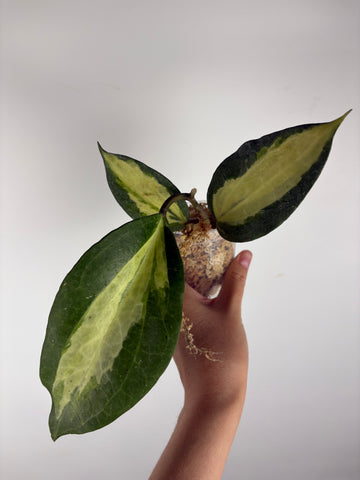 Hoya Latifolia Queensy 6