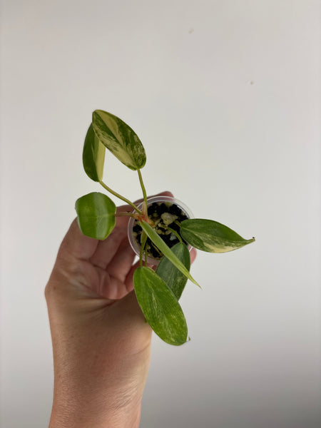 philodendron kitina variegated B
