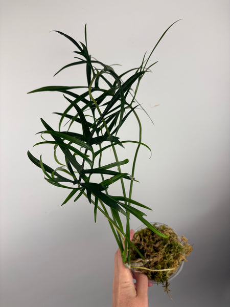 Philodendron polypodioides A