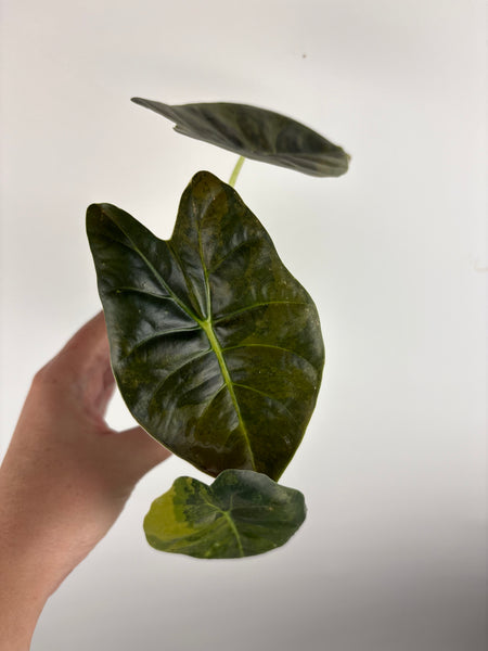 alocasia golden bone aurea C