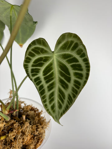 Anthurium King clari original Indonesia - Large parent plant