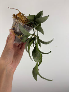 hoya lacunosa silver silvana 1