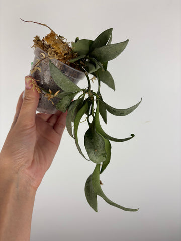 hoya lacunosa silver silvana 1