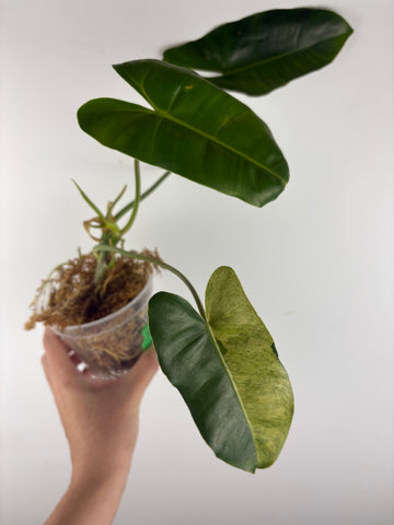 Philodendron burle Marx x verde 4