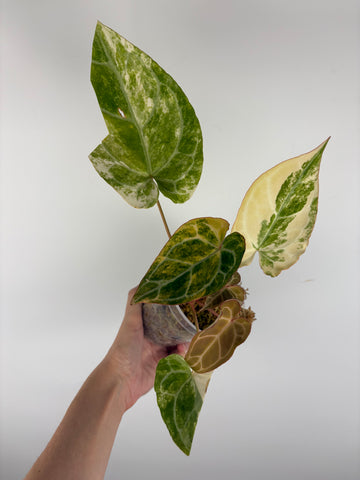 Anthurium crystallinum variegated 4 - double growth point