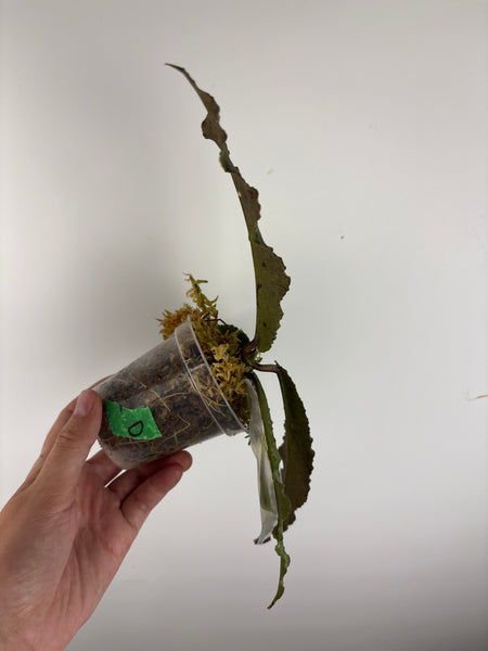 Hoya Undulata silver D bottom cut