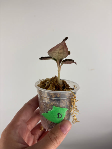 Jewel orchid sp papua D