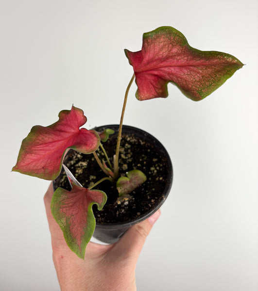 Caladium fairytale princess 4 inch