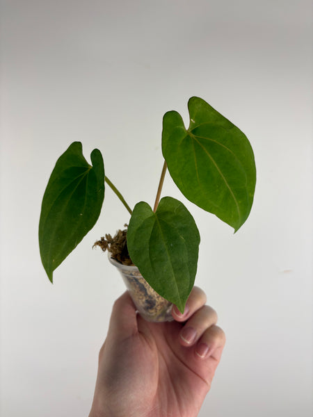 Anthurium Dark Pheonix seed C