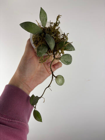 Hoya lacunosa sulcata 6