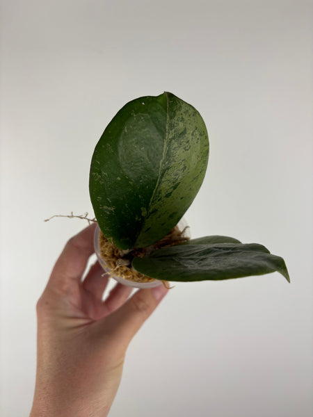 Hoya Michele silver C