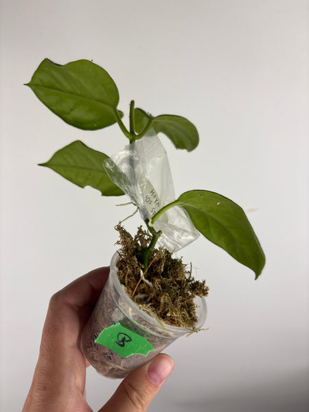 hoya oreosparte B