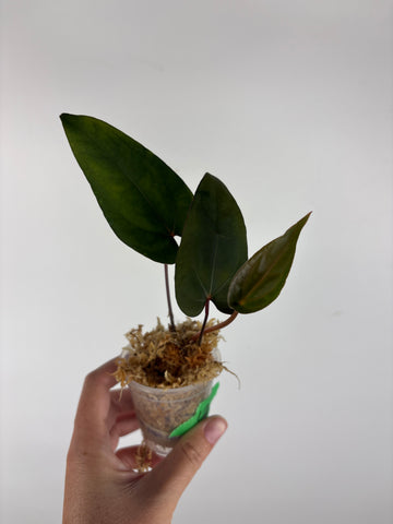 Anthurium blue papi seed 12