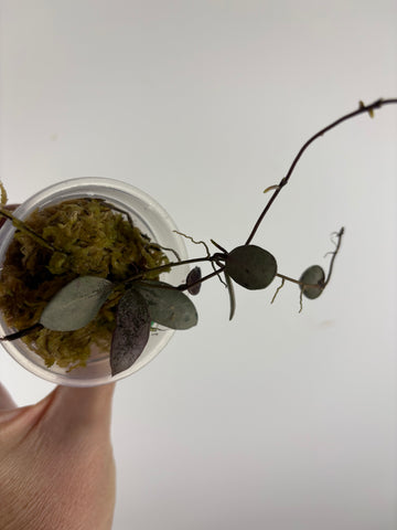 Hoya sp. Kalimantan ('Mini Coin' silver) 1