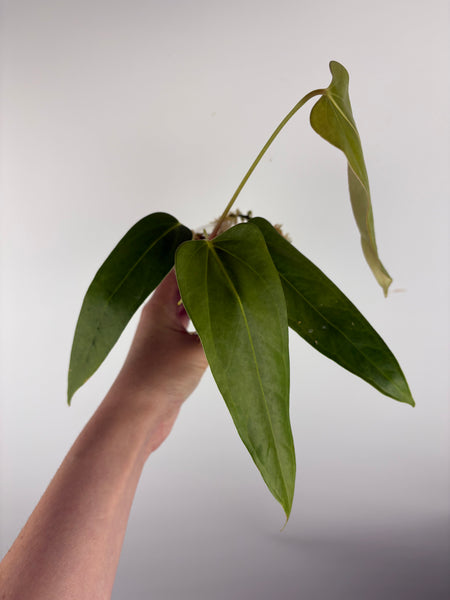 Anthurium Black sweet x farcatum B