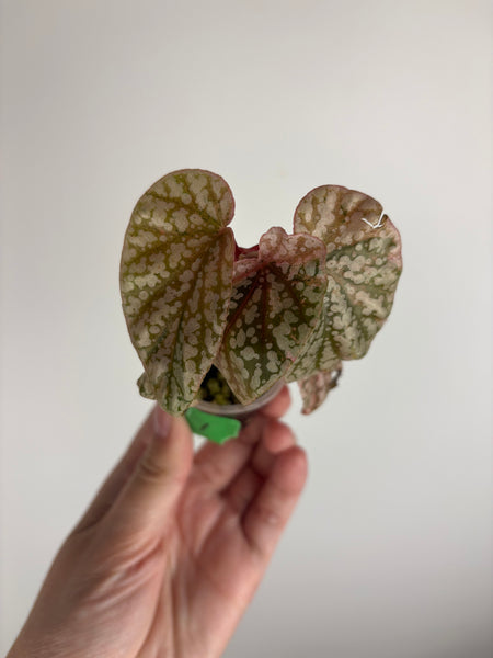 Begonia snow capped variegated 1