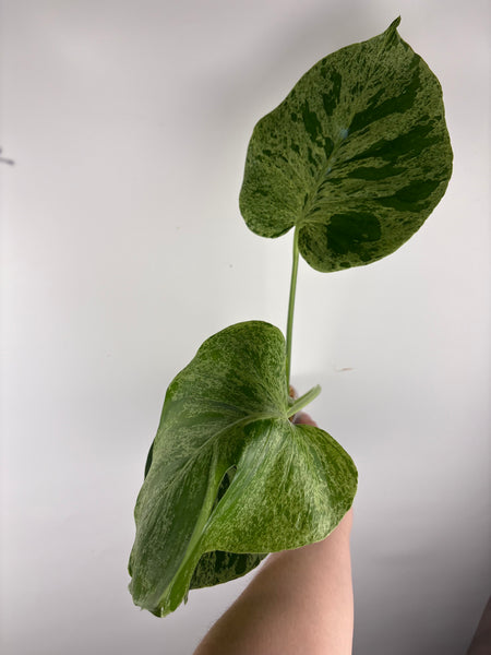 Monstera vietciosa (Thailand) F