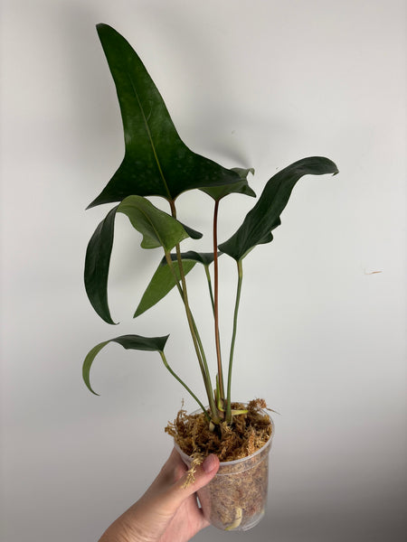 Anthurium cerrobaulense (Thailand)