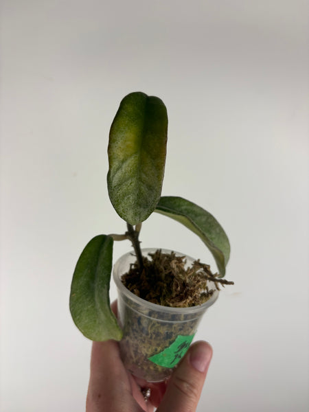 Hoya grey ghost as is