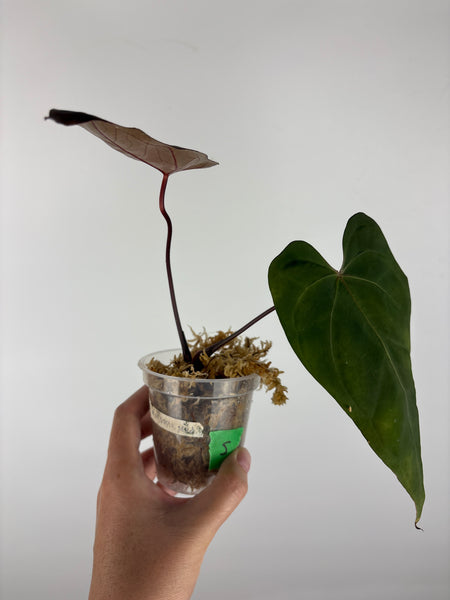 Anthurium blue papi seed 5