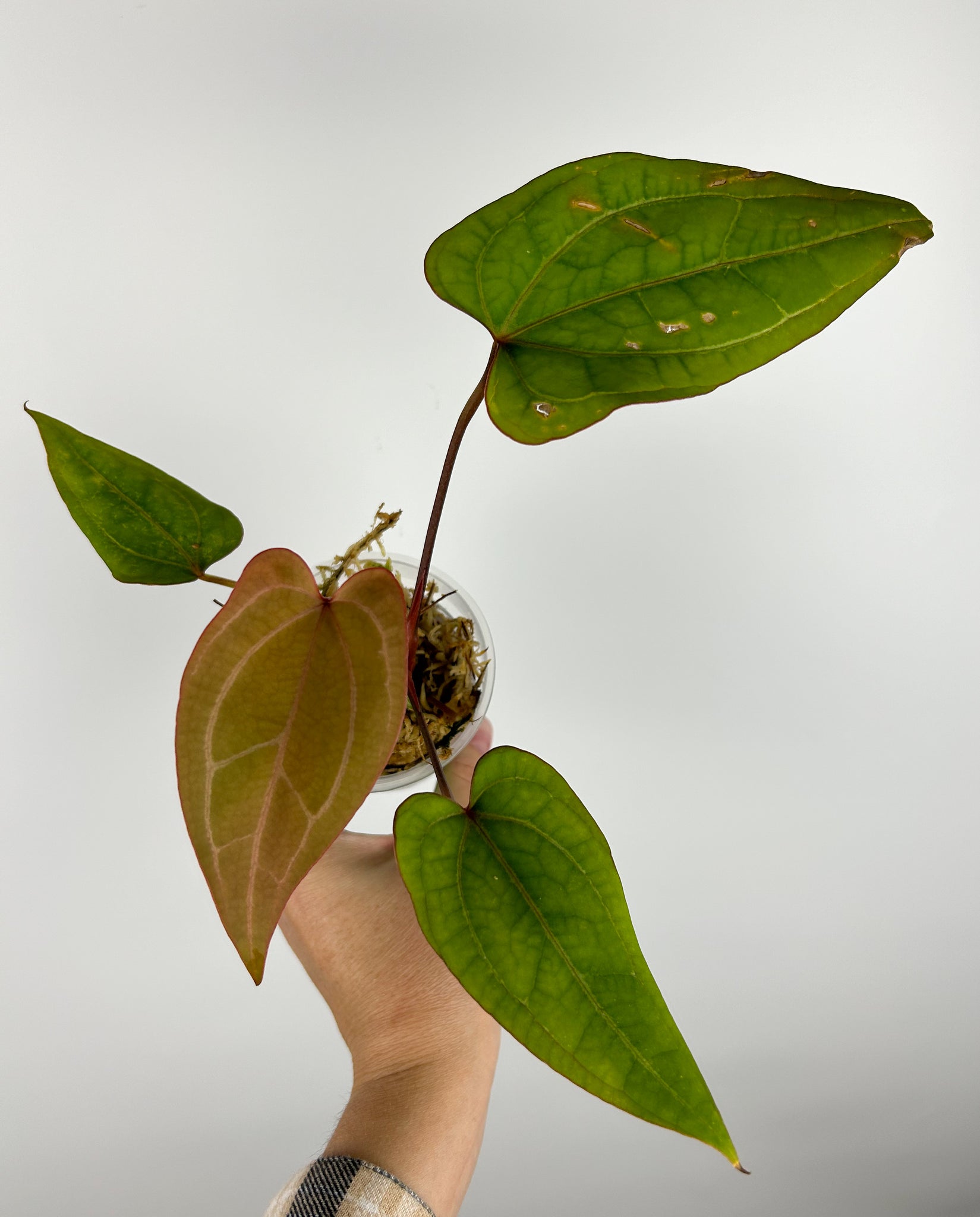 Anthurium papi gold A