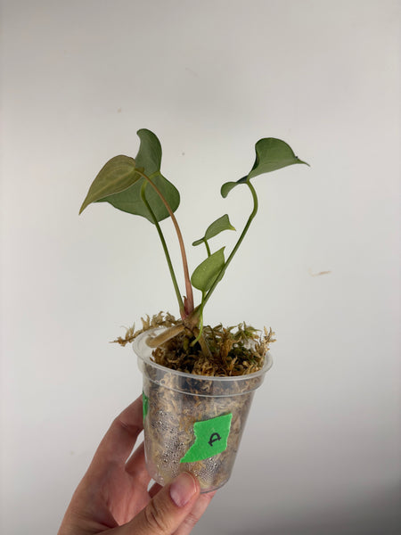 Anthurium king clari A
