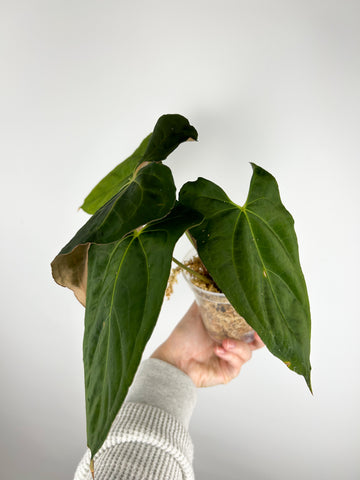 Anthurium Goliath x papi