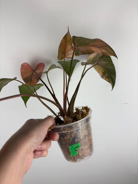 Homalomena pink diamond (Thailand) F