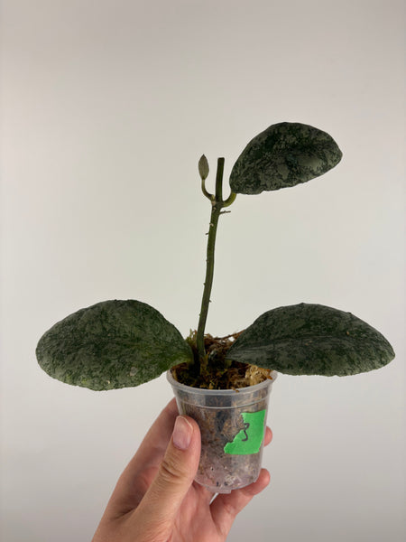 Hoya waymaniae cloudy sky 3