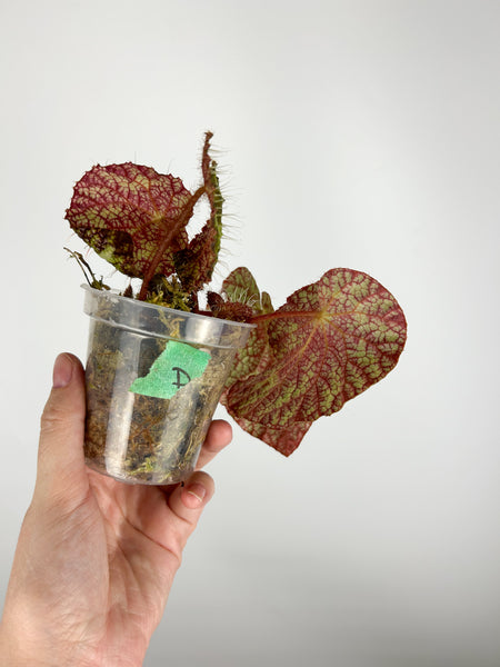 Begonia sizemoreae D - AS IS