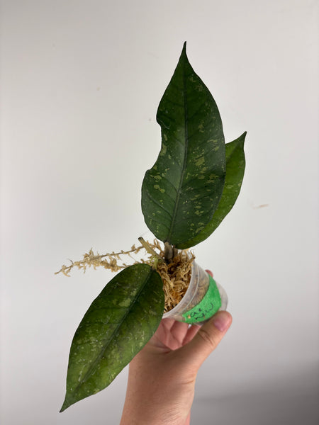 hoya Sp aceh new B