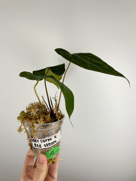 Anthurium crystallinum Dark form x papillilaminum red stem A