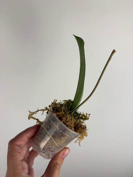 hoya crassipetiolata silver from seed