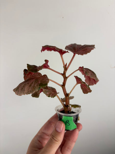 begonia cucullata pink variegated B