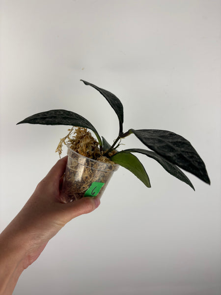 Hoya rundumensis splash 6