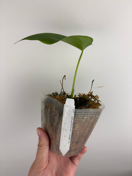 anthurium veitchii x warocqueanum