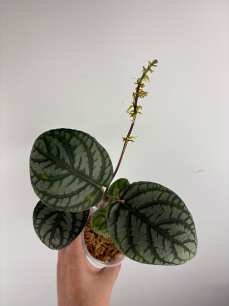 Cosmianthemum
