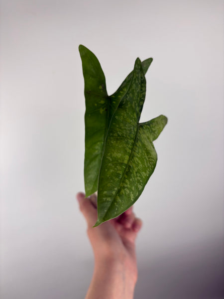 Alocasia shattered glass A